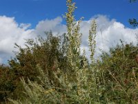 Artemisia absinthium 12, Absintalsem, Saxifraga-Ed Stikvoort