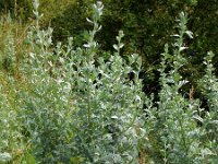 Artemisia absinthium 14, Absintalsem, Saxifraga-Ed Stikvoort