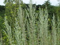 Artemisia absinthium 2, Absintalsem, Saxifraga-Rutger Barendse