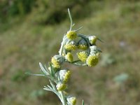 Artemisia absinthium 4, Absintalsem, Saxifraga-Jasenka Topic