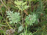 Artemisia absinthium 5, Absintalsem, Saxifraga-Rutger Barendse
