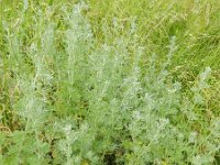 Artemisia absinthium 6, Absintalsem, Saxifraga-Rutger Barendse
