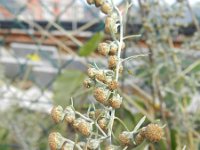 Artemisia absinthium 7, Absintalsem, Saxifraga-Rutger Barendse