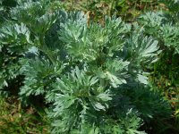 Artemisia absinthium 9, Absintalsem, Saxifraga-Ed Stikvoort