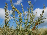 Artemisia absinthium 17, Absintalsem, Saxifraga-Ed Stikvoort