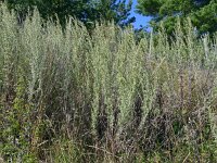 Artemisia absinthium 21, Absintalsem, Saxifraga-Hans Grotenhuis