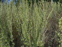 Artemisia absinthium 22, Absintalsem, Saxifraga-Hans Grotenhuis