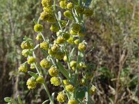 Artemisia absinthium 23, Absintalsem, Saxifraga-Hans Grotenhuis