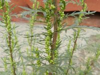 Artemisia biennis 10, Rechte alsem, Saxifraga-Rutger Barendse