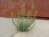 Artemisia biennis 11, Rechte alsem, Saxifraga-Rutger Barendse