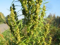 Artemisia biennis 12, Rechte alsem, Saxifraga-Rutger Barendse