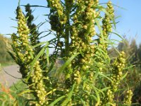 Artemisia biennis 13, Rechte alsem, Saxifraga-Rutger Barendse