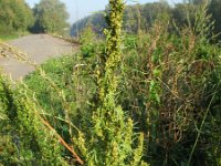 Artemisia biennis 14, Rechte alsem, Saxifraga-Rutger Barendse