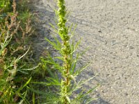 Artemisia biennis 15, Rechte alsem, Saxifraga-Rutger Barendse