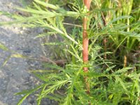 Artemisia biennis 16, Rechte alsem, Saxifraga-Rutger Barendse