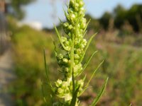 Artemisia biennis 17, Rechte alsem, Saxifraga-Rutger Barendse