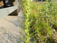 Artemisia biennis 18, Rechte alsem, Saxifraga-Rutger Barendse