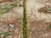 Artemisia biennis 19, Rechte alsem, Saxifraga-Peter Meininger