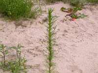 Artemisia biennis 2, Rechte alsem, Saxifraga-Peter Meininger