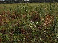 Artemisia biennis 20, Rechte alsem, Saxifraga-Hans Boll
