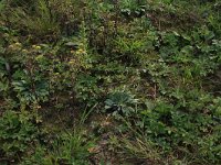 Artemisia biennis 24, Rechte alsem, Saxifraga-Hans Boll