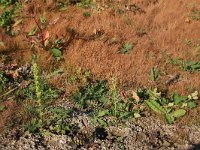 Artemisia biennis 26, Rechte alsem, Saxifraga-Hans Boll