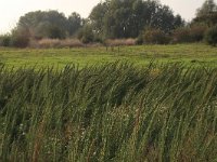 Artemisia biennis 27, Rechte alsem, Saxifraga-Hans Boll