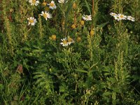 Artemisia biennis 28, Rechte alsem, Saxifraga-Hans Boll