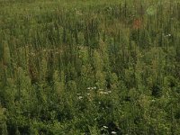 Artemisia biennis 29, Rechte alsem, Saxifraga-Hans Boll