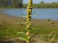 Artemisia biennis 30, Rechte alsem, Saxifraga-Ed Stikvoort