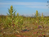 Artemisia biennis 31, Rechte alsem, Saxifraga-Ed Stikvoort