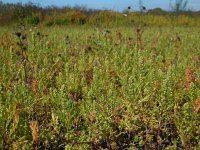 Artemisia biennis 32, Rechte alsem, Saxifraga-Ed Stikvoort