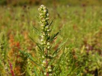 Artemisia biennis 33 Rechte alsem, Saxifraga-Ed Stikvoort