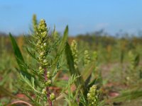 Artemisia biennis 34, Rechte alsem, Saxifraga-Ed Stikvoort