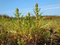 Artemisia biennis 35, Rechte alsem, Saxifraga-Ed Stikvoort
