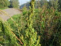 Artemisia biennis 4, Rechte alsem, Saxifraga-Rutger Barendse