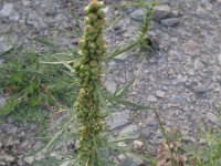 Artemisia biennis 5, Rechte alsem, Saxifraga-Rutger Barendse