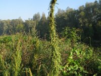 Artemisia biennis 6, Rechte alsem, Saxifraga-Rutger Barendse