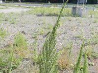 Artemisia biennis 7, Rechte alsem, Saxifraga-Rutger Barendse
