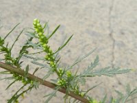 Artemisia biennis 8, Rechte alsem, Saxifraga-Rutger Barendse