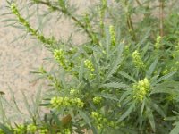 Artemisia biennis 9, Rechte alsem, Saxifraga-Rutger Barendse
