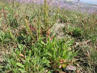 Artemisia caerulescens 2, Saxifraga-Jasenka Topic