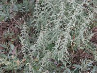 Artemisia caerulescens 3, Saxifraga-Jasenka Topic