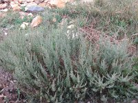 Artemisia caerulescens 4, Saxifraga-Jasenka Topic
