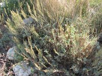 Artemisia caerulescens 5, Saxifraga-Jasenka Topic