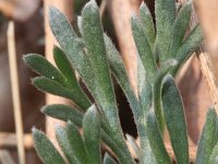 Artemisia campestris 2, Duinaveruit, Saxifraga-Rutger Barendse