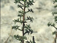Artemisia campestris 21, Duinaveruit, Saxifraga-Jan van der Straaten
