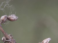 Artemisia campestris 3, Duinaveruit, Saxifraga-Rutger Barendse