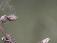Artemisia campestris 5, Duinaveruit, Saxifraga-Rutger Barendse