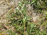Artemisia campestris 9, Duinaveruit, Saxifraga-Rutger Barendse